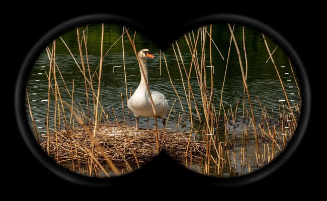 «Wie eine Einstiegsdroge»: Vögel beobachten boomt – und wird bei Jungen immer beliebter