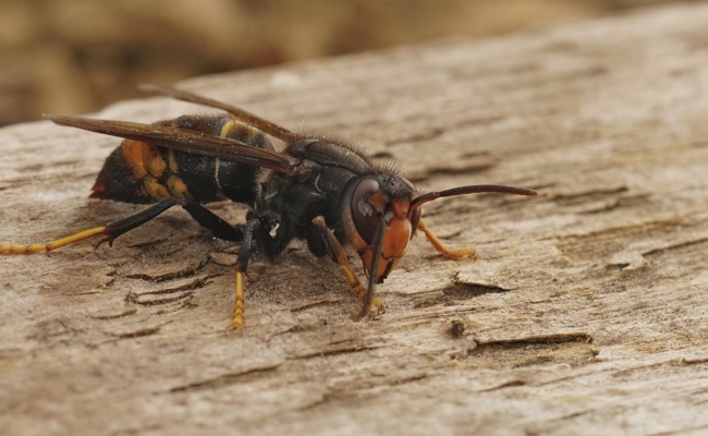 Neun Kilo Bienen zum Znacht: Asiatische Hornisse dürfte noch dieses Jahr in der Region ankommen