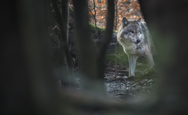 Wölfe nahe Siedlungen: SVP fordert harte Massnahmen