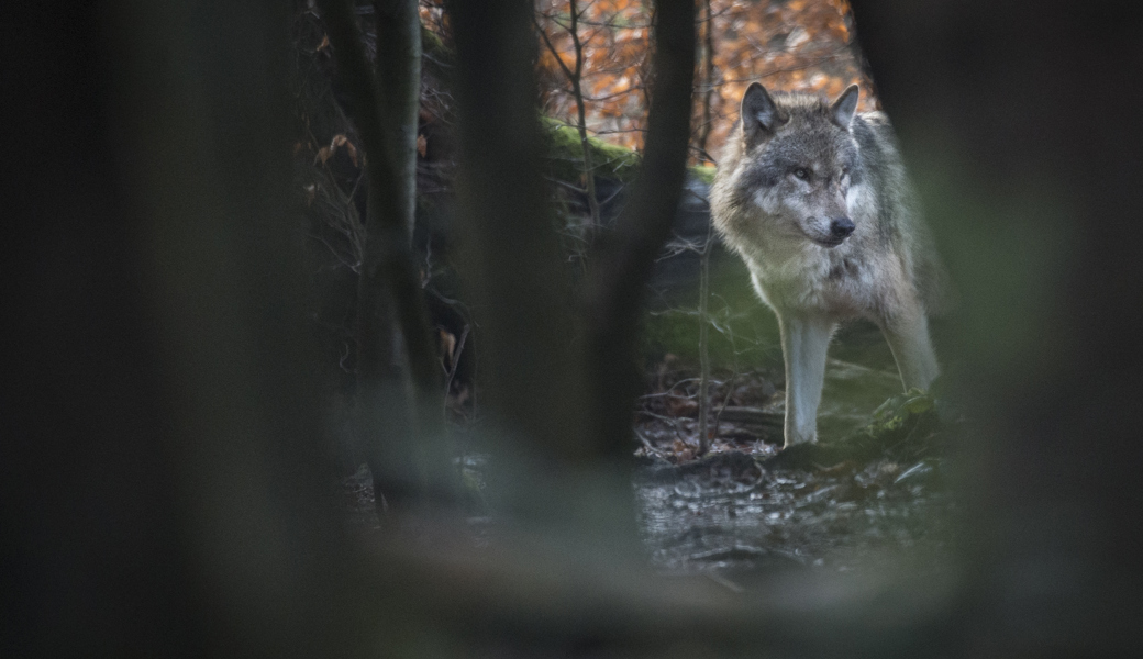 Ein europäischer Wolf im Wildpark Bruderhaus bei Winterthur.
