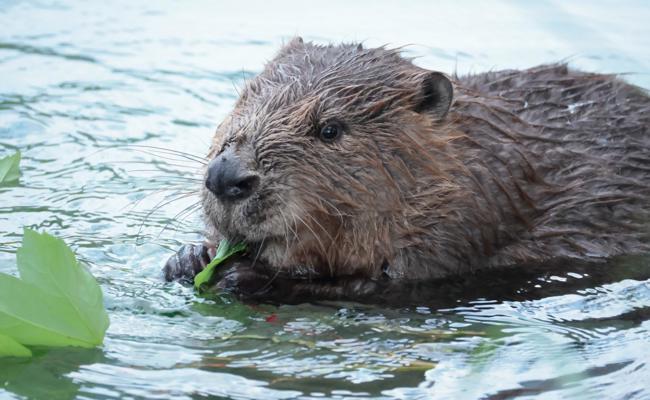 Biber geniesst seine Ruhe im «Sämmler»