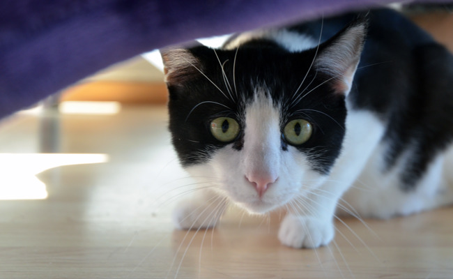 Ein Grossteil der Katzen ist bereits kastriert – Gemeinden zahlen teils