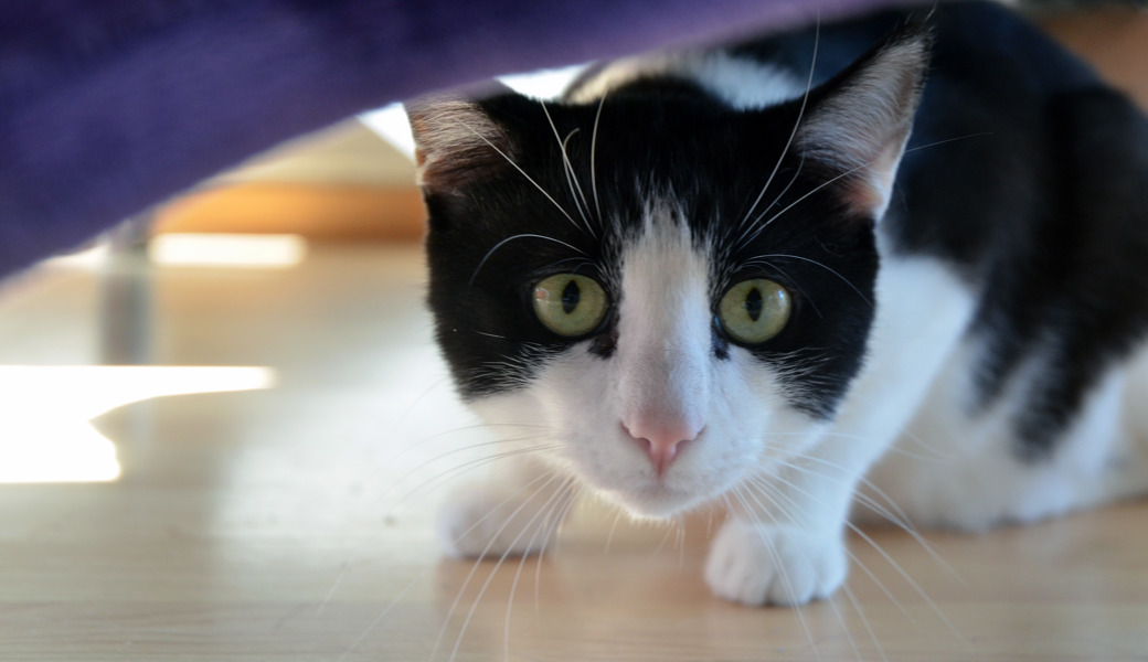 Wer seine frei laufenden Katzen und Kater nicht kastriert, trägt nicht selten zu überfüllten Tierheimen bei.  