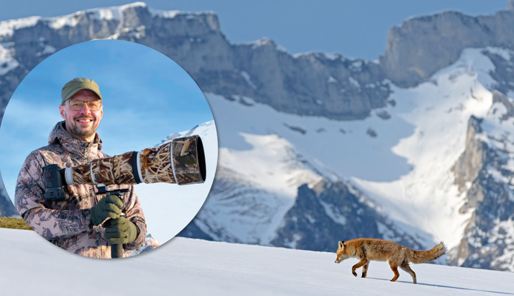 Ein Rotfuchs trottet dahin: Der Grabser Fotograf Markus P. Stähli zeigt die Tiere unverfälscht in ihrem Lebensraum.