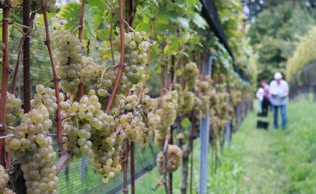 Keine Frostschäden und viel Sonnenschein: Beste Voraussetzung für eine gute Weinlese