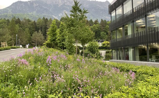 Die Hilti AG erhält Auszeichnung für neu gestaltete Naturflächen in Schaan