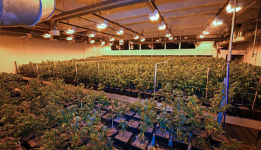 Krankfeiern schützt vor Strafe nicht