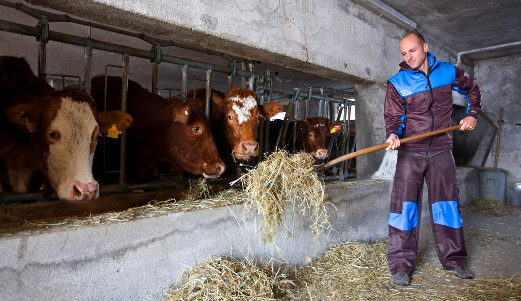 Der Zivildienst hilft auch der Landwirtschaft: Ein Zivildienstleistender füttert Kühe in einem Stall in Köniz BE (Archivbild 2019).
