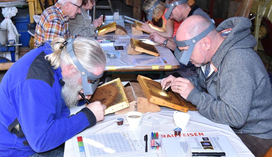 Mitstreiter für resistente Bienen gesucht