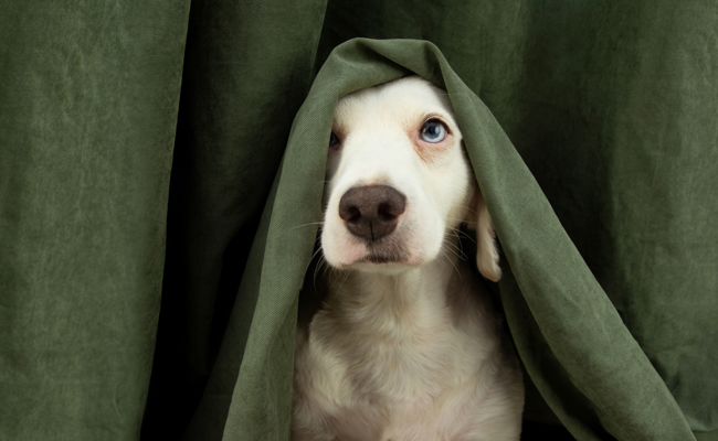 Lichterzauber ohne Tierleid: Haustiere am 1. August vor Angst und Stress bewahren