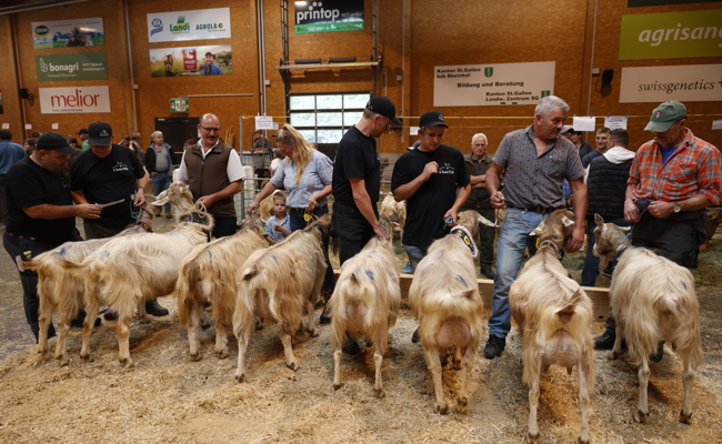 Wichtigster Markt im Land: Züchter zeigen edle Ziegen und Böcke