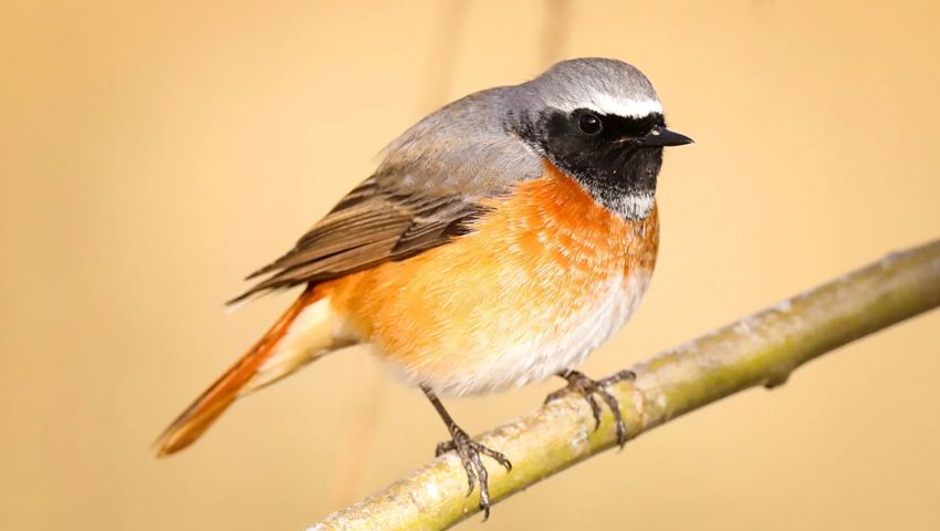 Ein Gartenrotschwanz, ein naher Verwandter zum häufigen Hausrotschwanz. 