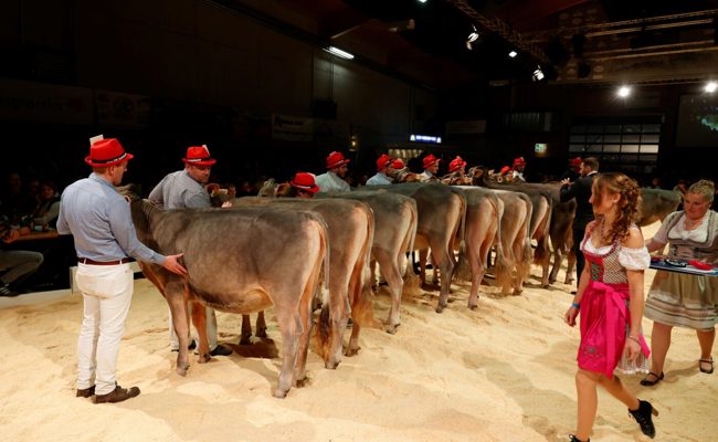 Mit «Julius Irma» aufs Podest: Züchter Valentin Gabathuler reüssiert am GP Sargans