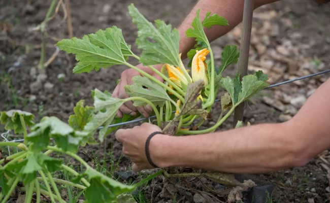 Neue Verbote: Der Bund greift bei Hobbygärtnern durch – darauf müssen Sie jetzt im Garten verzichten