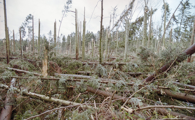 25 Jahre nach «Lothar»: Mit dem St.Galler Förster Raphael Lüchinger auf den letzten Spuren des Jahrhundertsturms