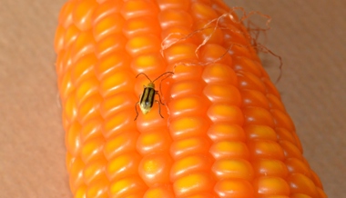 Wegen einem kleinen Käfer: Maisanbau bleibt im Werdenberg verboten