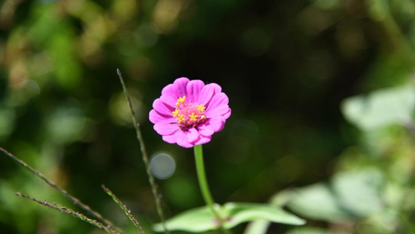  Blüten mit kräftigen Farben bilden ein buntes Meer.