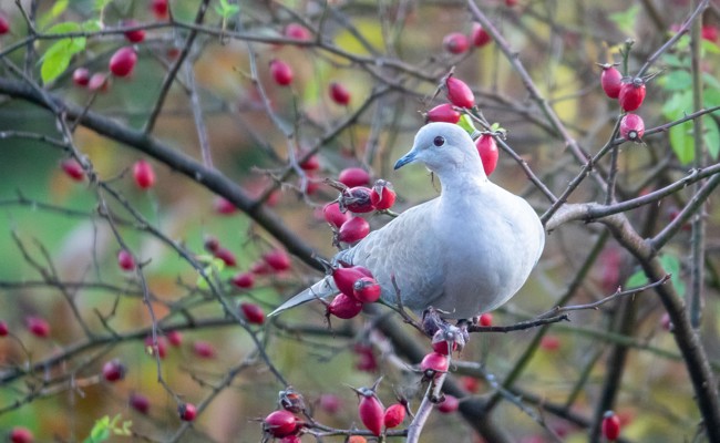 Für mehr Natur rund ums Haus: Wildpflanzen-Sets