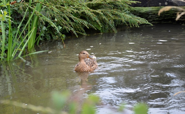 Sind Waschmittel schuld? Neue Glyphosat-Studie mit brisantem Verdacht