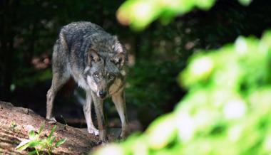 «Einzeltiere legen riesige Distanzen zurück»: Warum es im Toggenburg viele Sichtungen, aber erst einen Wolfsriss gab