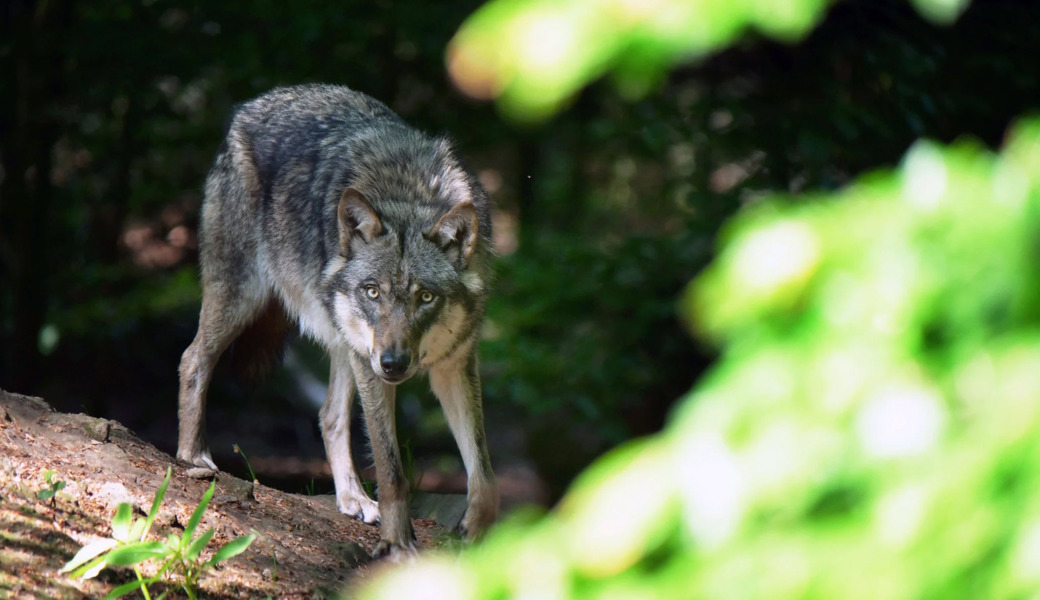 «Einzeltiere legen riesige Distanzen zurück»: Warum es im Toggenburg viele Sichtungen, aber erst einen Wolfsriss gab