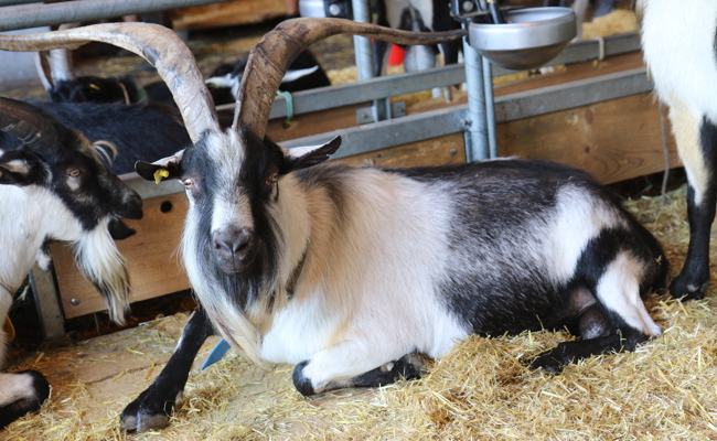 350 Tiere von elf Rassen werden beim Ziegen- und Bockmarkt gezeigt