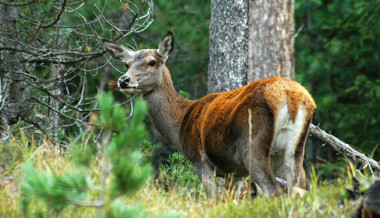 Hirsche setzen den Bergwäldern zu