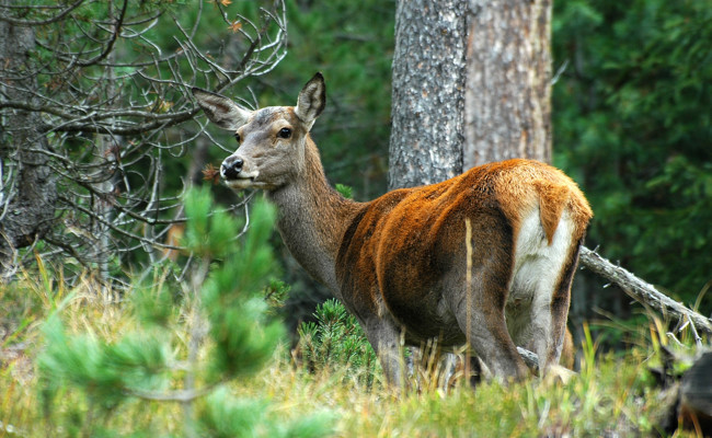 Hirsche setzen den Bergwäldern zu