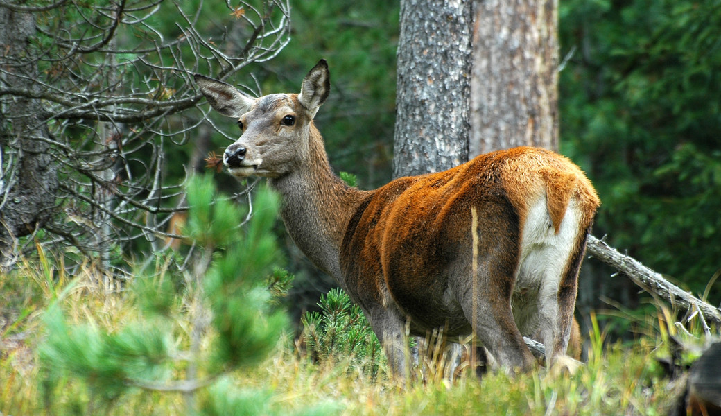 Um den Hirschbestand in den Griff zu bekommen, müssen die Jäger dreimal mehr weibliche als männliche Tiere schiessen.