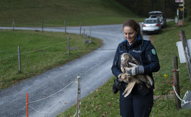 Unfall-Uhu wieder in freier Wildbahn