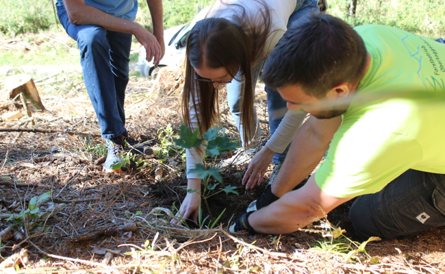 3500 Bäume gegen Sturmschäden gepflanzt