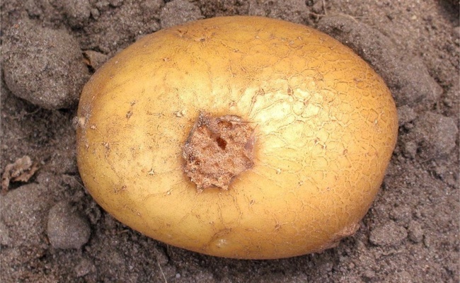 Verschwendung: Jede 2. Kartoffel kommt gar nicht erst in den Laden