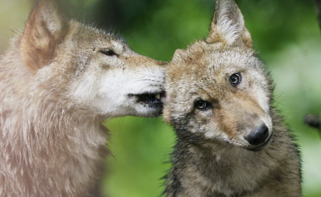 Wildhut konnte Wolf nicht innert 60 Tage schiessen - ist er nun wieder da?