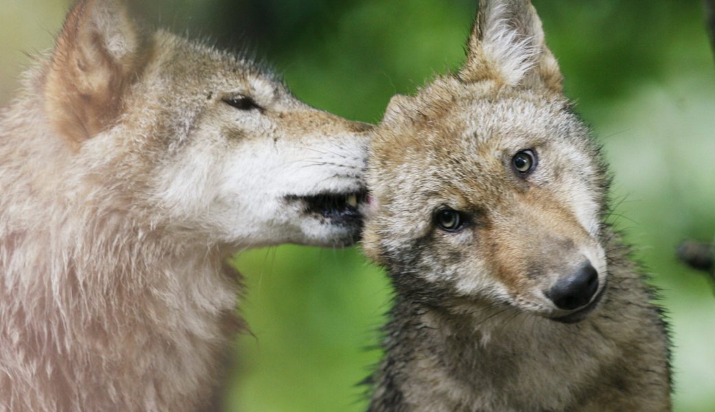 Sollte das Wolfspaar Jungtiere bekommen haben, braucht ein Eingreifen die Einwilligung des Bundes.
