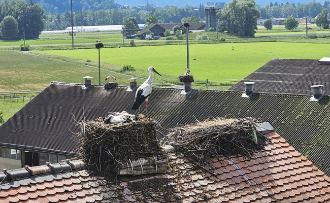 Viele Jungstörche sind völlig durchnässt erbärmlich erfroren