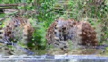 Problematische Biberbauten im Wartau: Neu ist die Ortsgemeinde zuständig