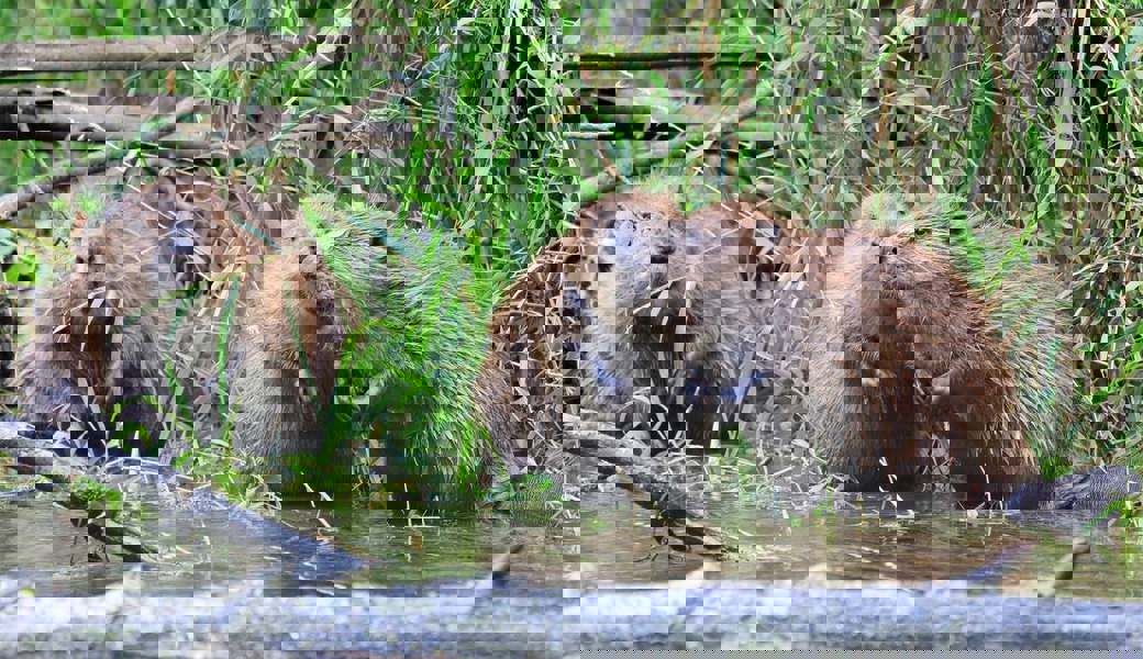 Die Bauwerke von Bibern machen im Wartau gelegentlich Probleme. 