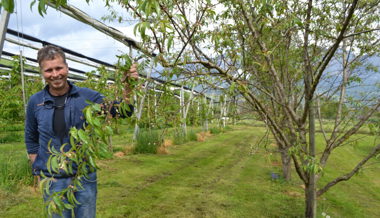 Durchzogene Bilanz nach Testversuch: Mandelbäume bringen südliches Flair in die Region