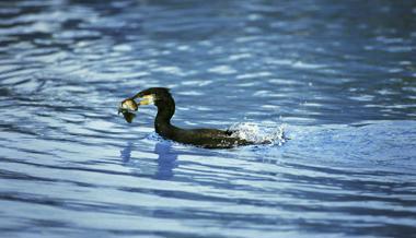 Mit lauten Knallen gegen Fischräuber Kormoran