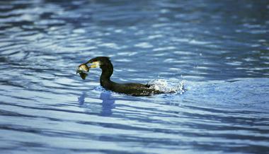 Mit lauten Knallen gegen Fischräuber Kormoran