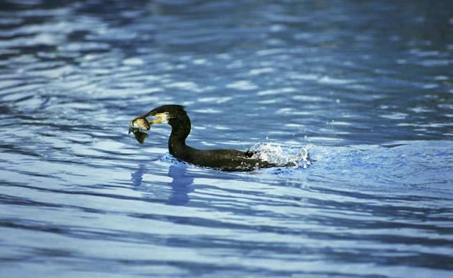 Mit lauten Knallen gegen Fischräuber Kormoran