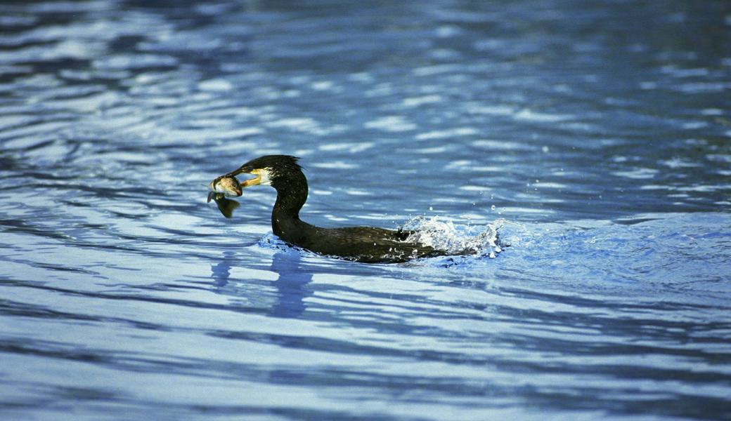 Mit lauten Knallen gegen Fischräuber Kormoran