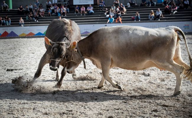 St.Galler Regierung greift für Olma-Gastauftritt erneut nach Lotteriefondsgeldern – Grüne und SVP sind erzürnt