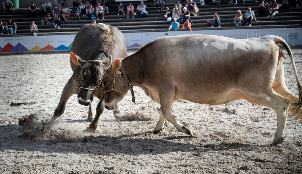 Ein Kampf: Die Anläufe der St. Galler Regierung um finanzielle Unterstützung für den diesjährigen Gastauftritt an der Olma.