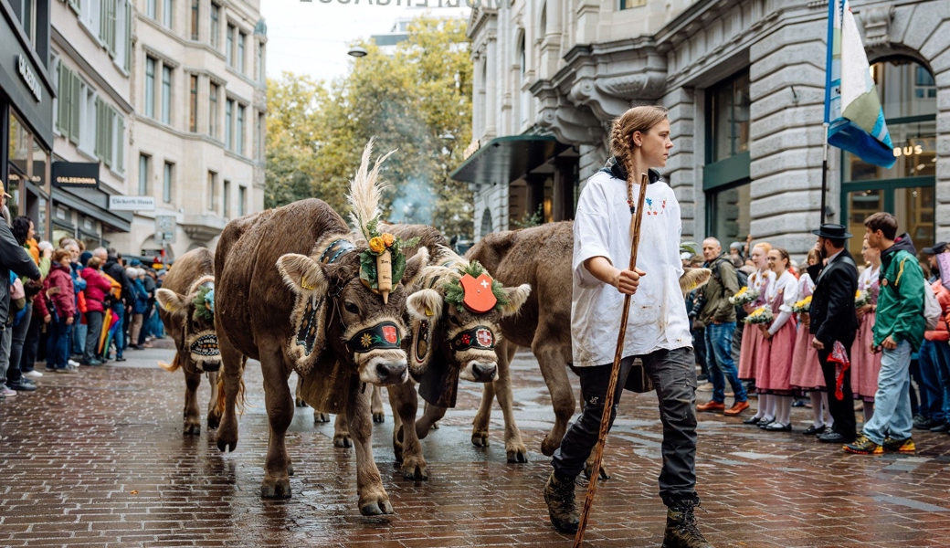 40 prächtig geschmückte Schwyzer Braunkühe zogen durch die St.Galler Altstadt.