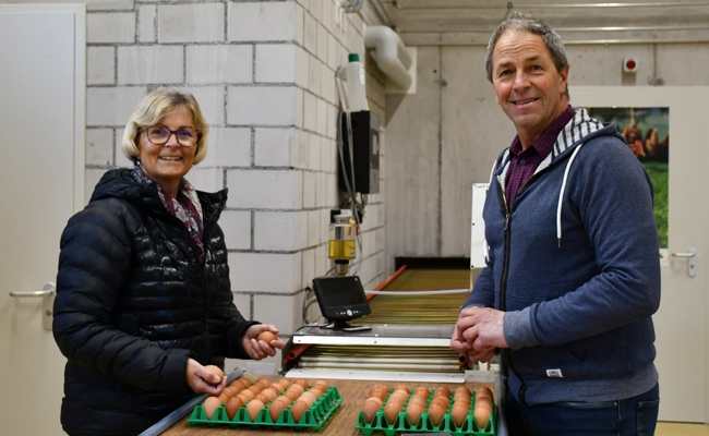 Legehühner: Kleine Tiere mit grosser bemerkenswerter Leistung