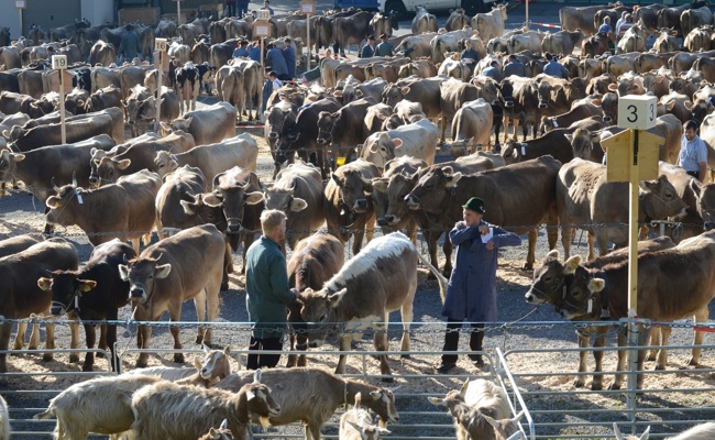 Dreifachsieg für Kuh Soraia