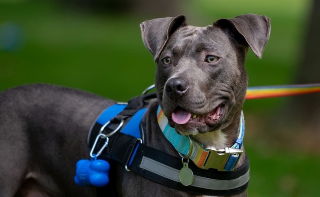 Hundekampf mit Axthieb beendet: 43-Jähriger wird wegen Tierquälerei belangt