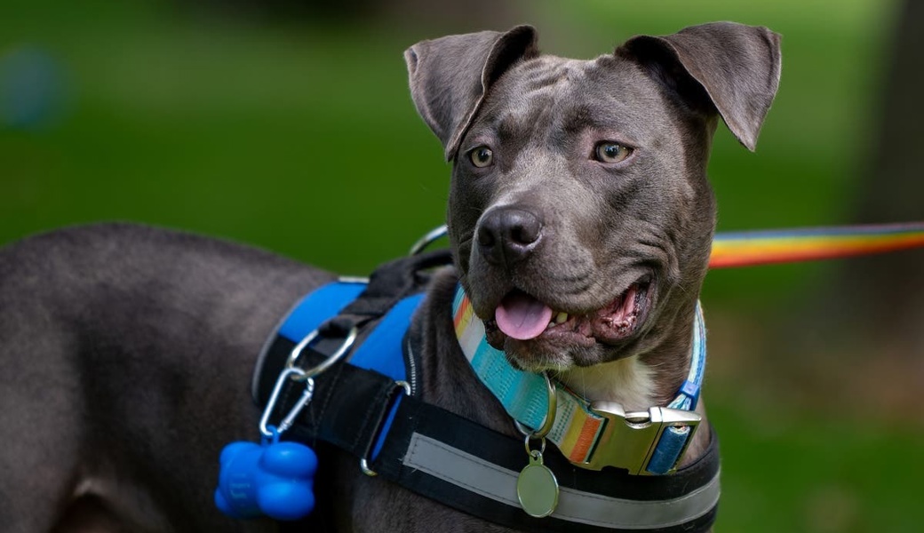 Der angeleinte Pitbull hatte sich im Nacken des Malteserhündchens festgebissen. 