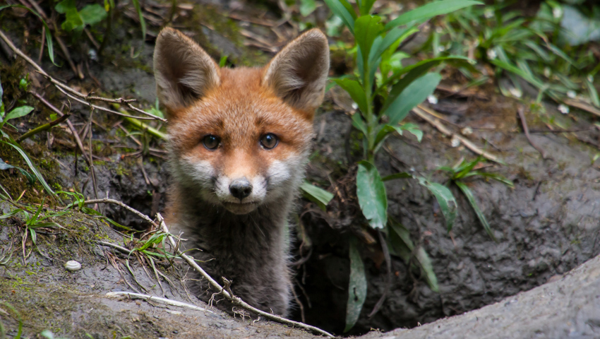  Bei zwei Füchsen in Liechtenstein wurde kürzlich das Staupe-Virus nachgewiesen. 